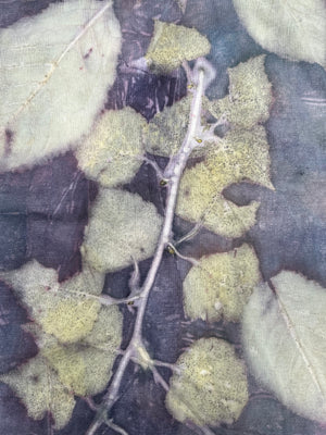 logwood ecoprint panel featuring silver birch leaves